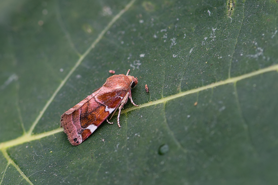 Cosmia diffinis - szilfa-lombbagoly