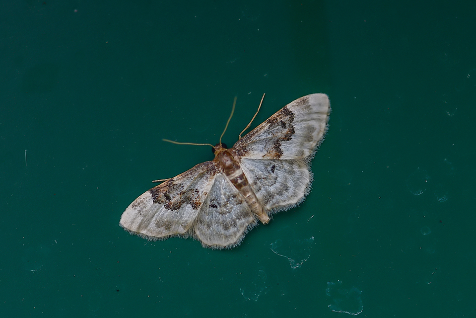 Idaea rusticata - tarka apróaraszoló