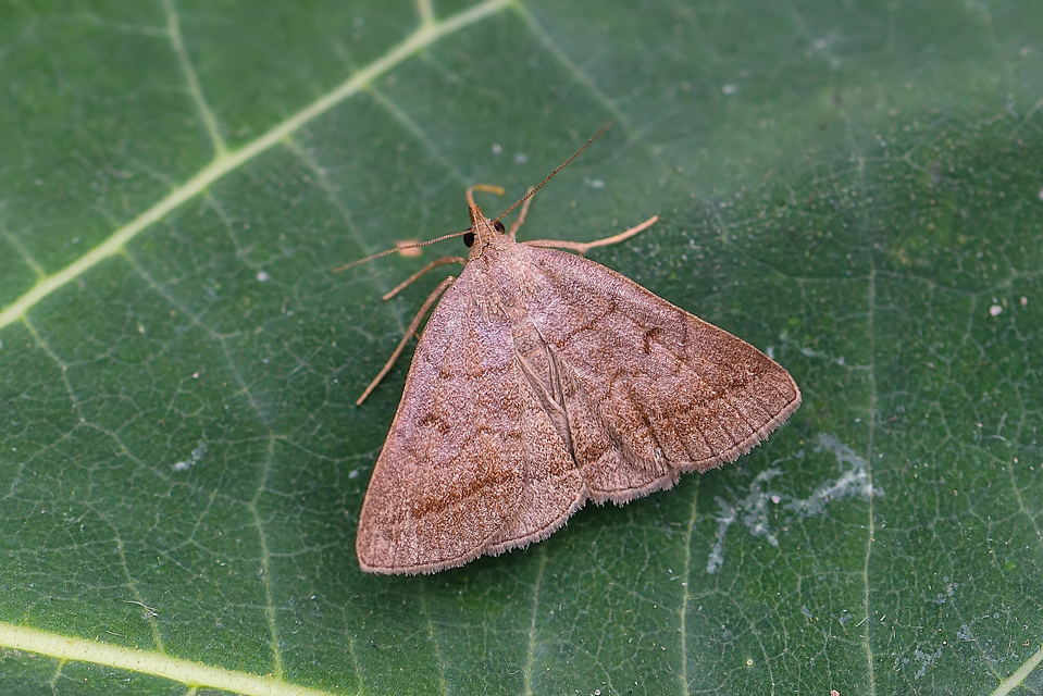 Zanclognatha lunalis - pelyheslábú karcsúbagoly