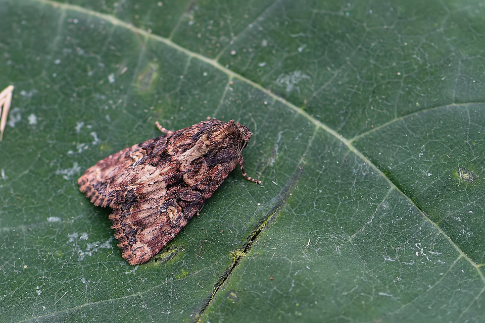 Mesapamea secalella/secalis