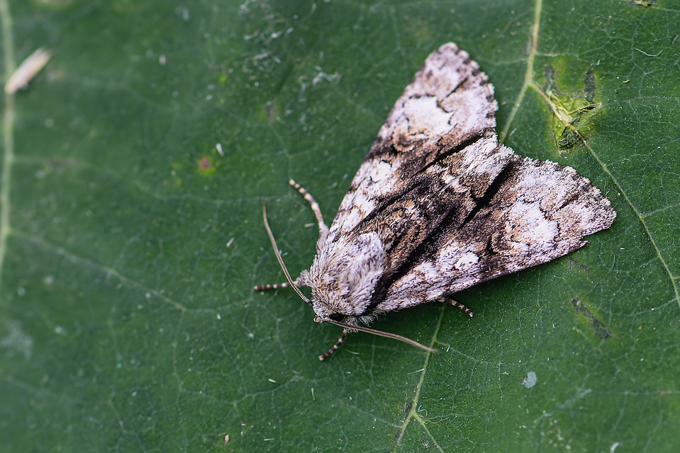 Acronicta alni - éger-szigonyosbagoly