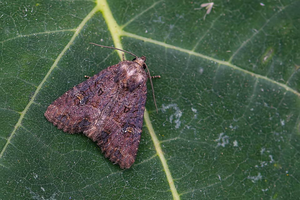 Mesapamea secalella/secalis