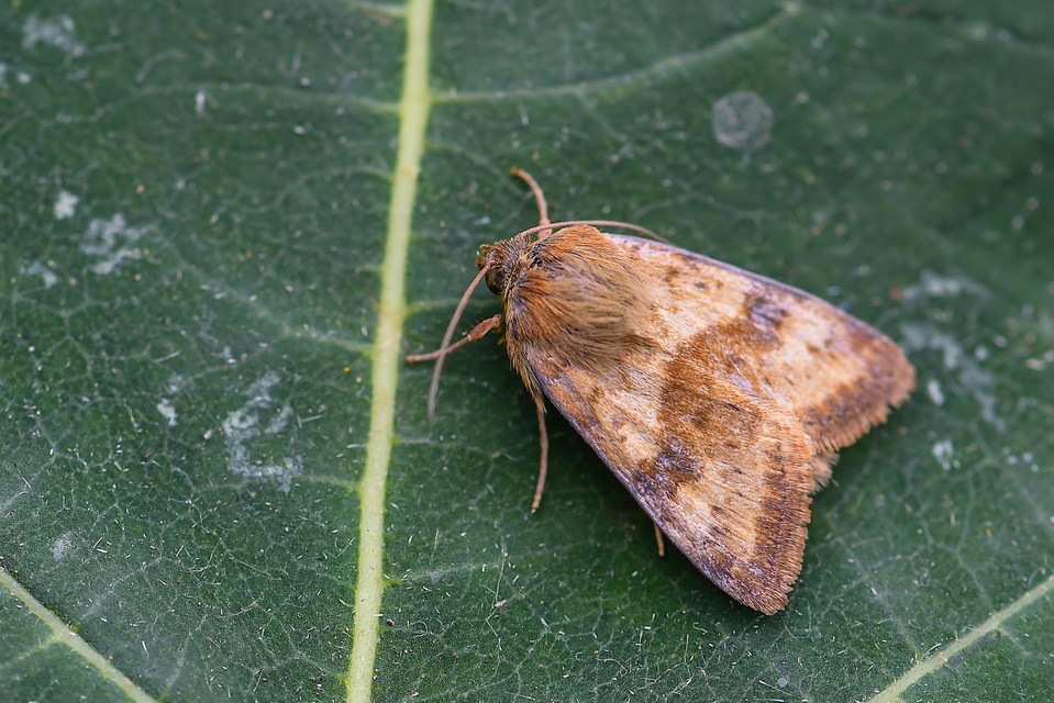 Heliothis viriplaca - mácsonyabagoly
