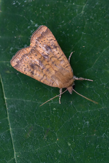 Noctua interjecta - zömök sárgafűbagoly