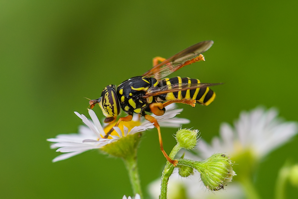 Spilomyia