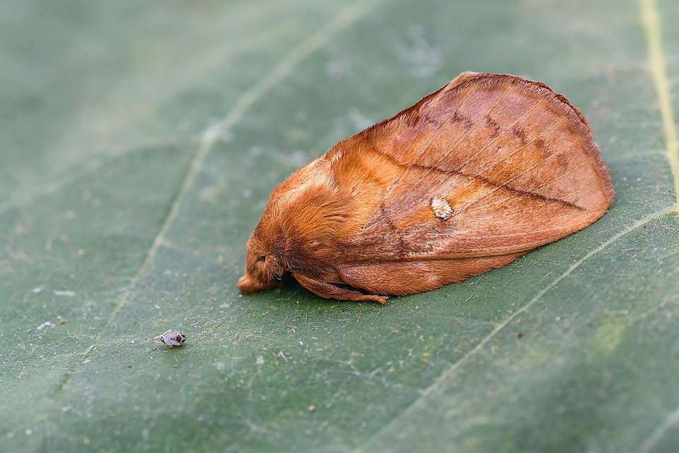 Euthrix potatoria - szomjas pohók
