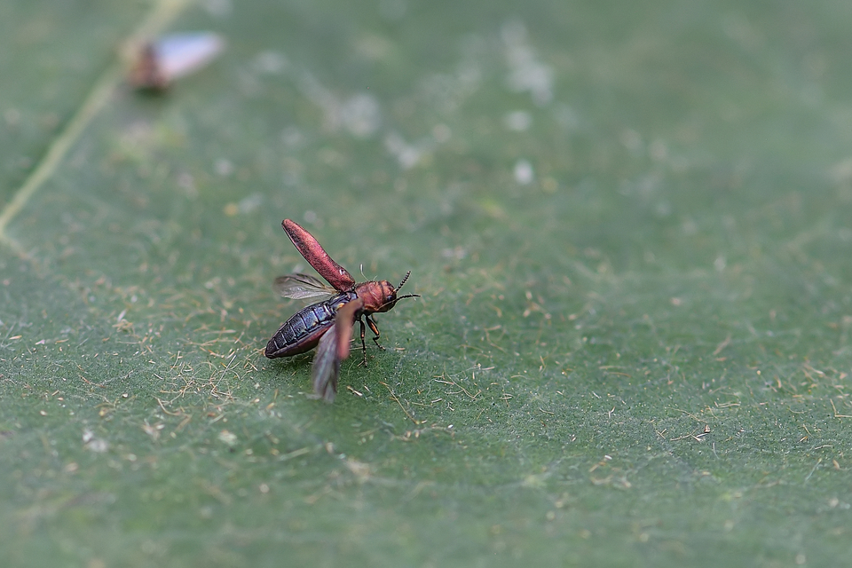 Agrilus hyperici - orbáncfű-karcsúdíszbogár