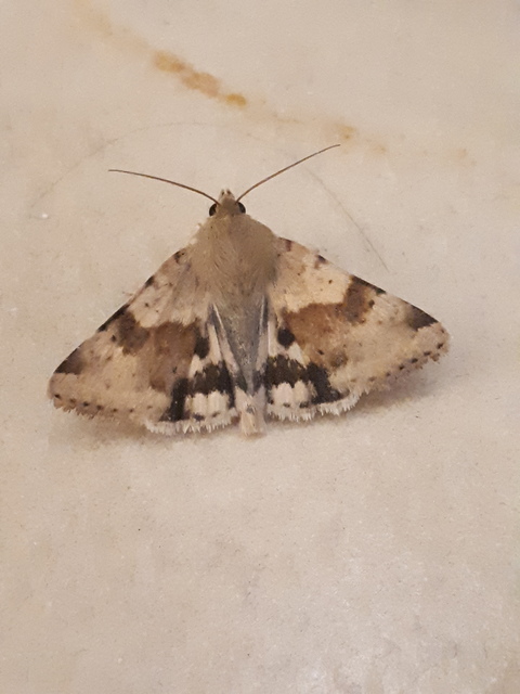 Heliothis viriplaca - mácsonyabagoly