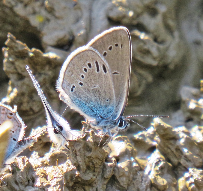 Cyaniris semiargus - aprószemes boglárka