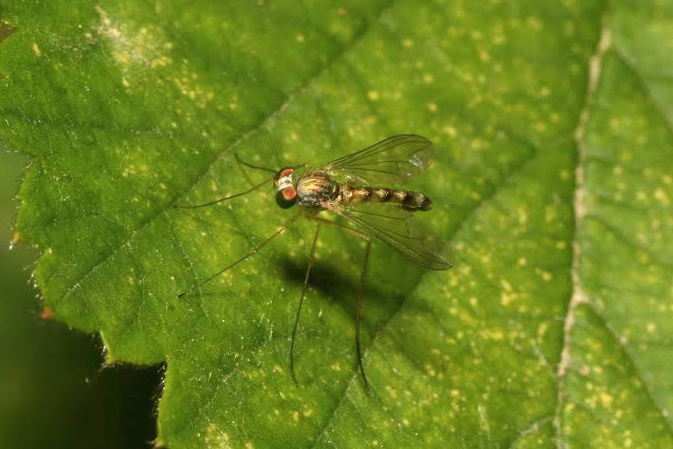 Sciapus
