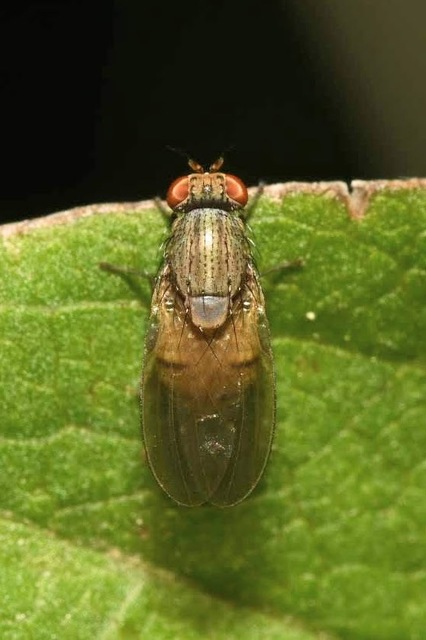Minettia fasciata/rivosa