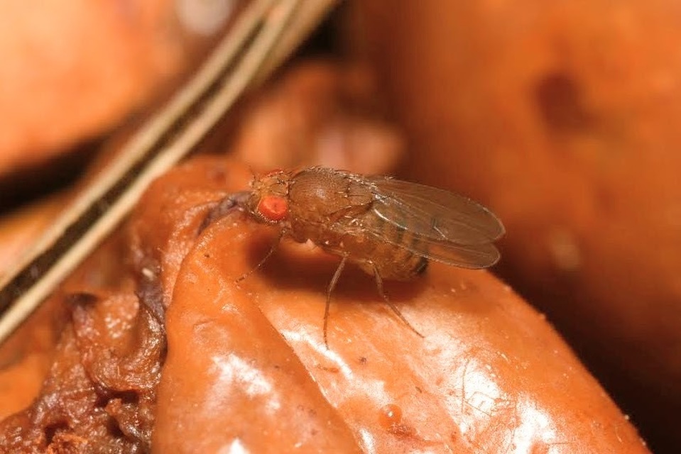 Drosophila immigrans