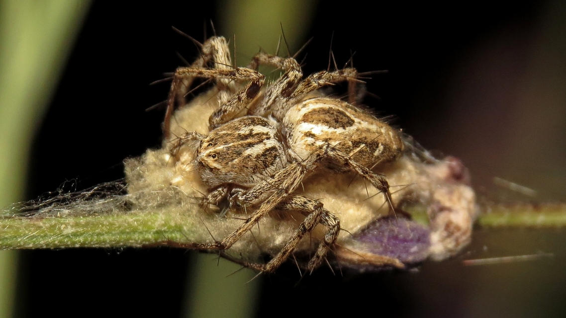 Oxyopes heterophthalmus - homoki hiúzpók