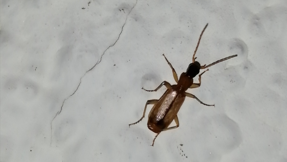 Paradromius longiceps - hosszúfejű kéregfutó