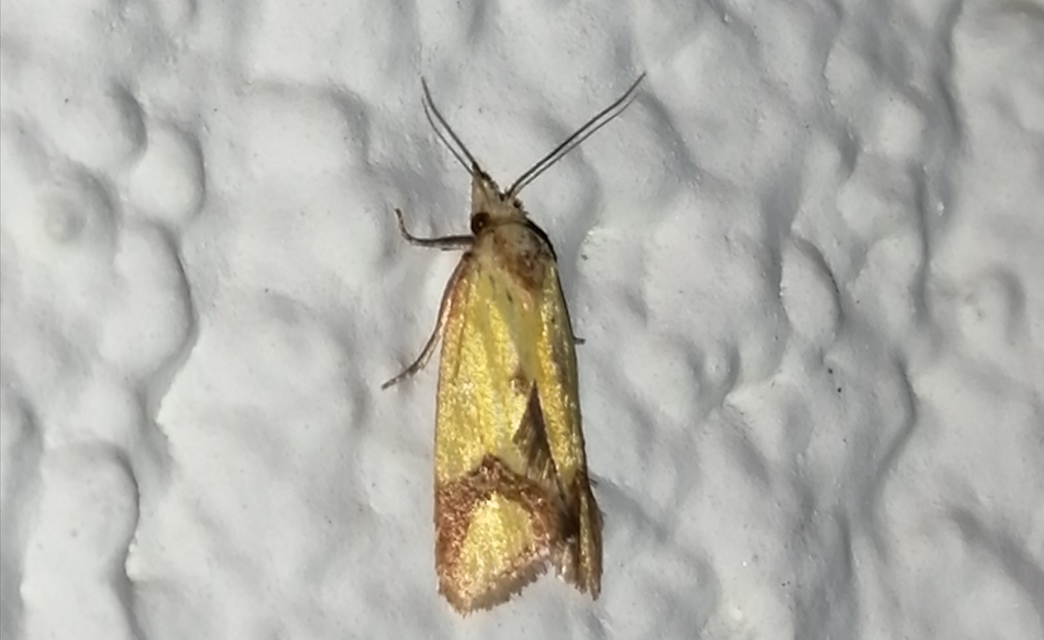 Agapeta zoegana - barnacsíkos sárgamoly