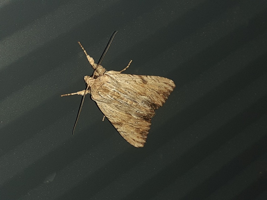 Apamea lithoxylaea - fakó dudvabagoly