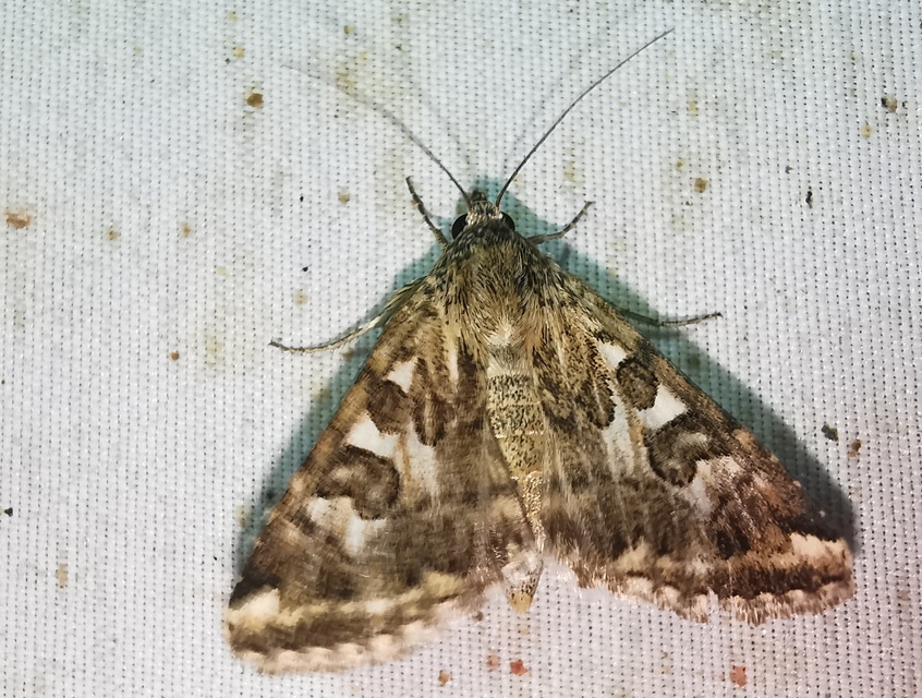 Protoschinia scutosa - tüskéslábú bagoly