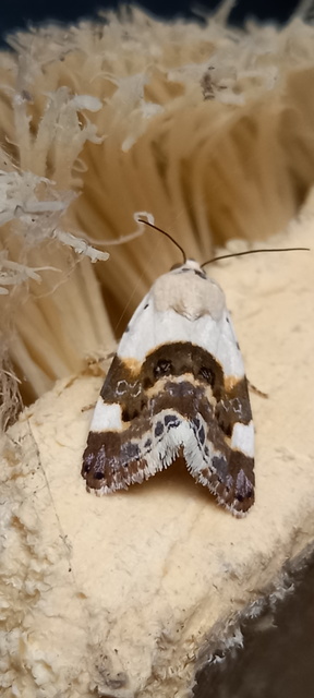 Acontia lucida - fehér nappalibagoly