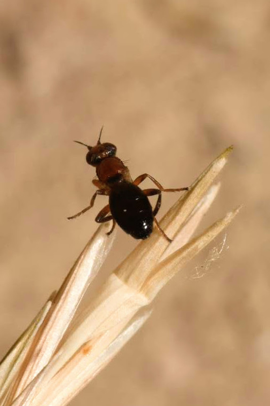 Elachiptera brevipennis