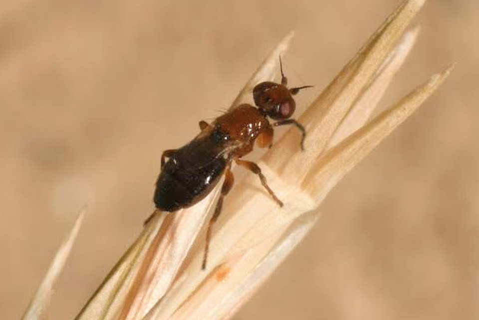 Elachiptera brevipennis