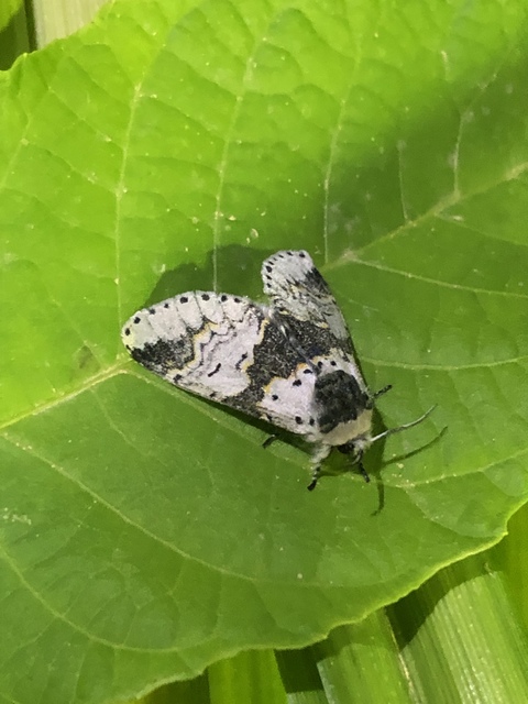 Furcula bicuspis - apáca-púposszövő