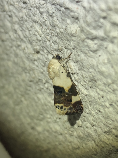 Acontia lucida - fehér nappalibagoly