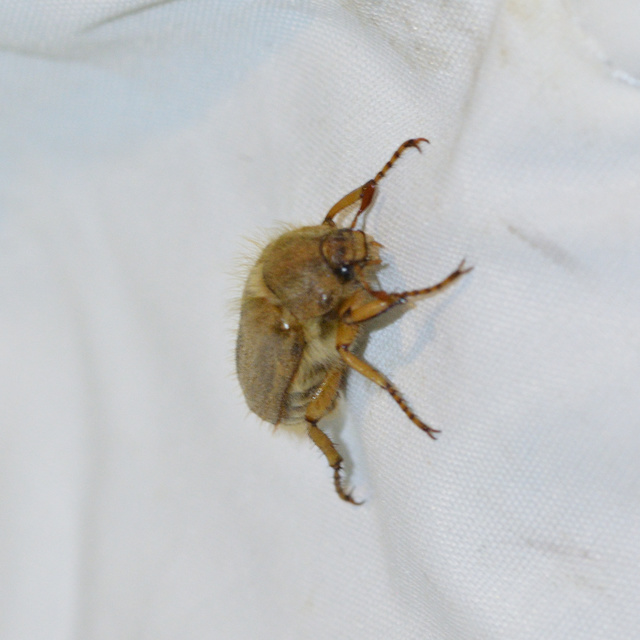 Amphimallon solstitiale - bordás sárgacserebogár
