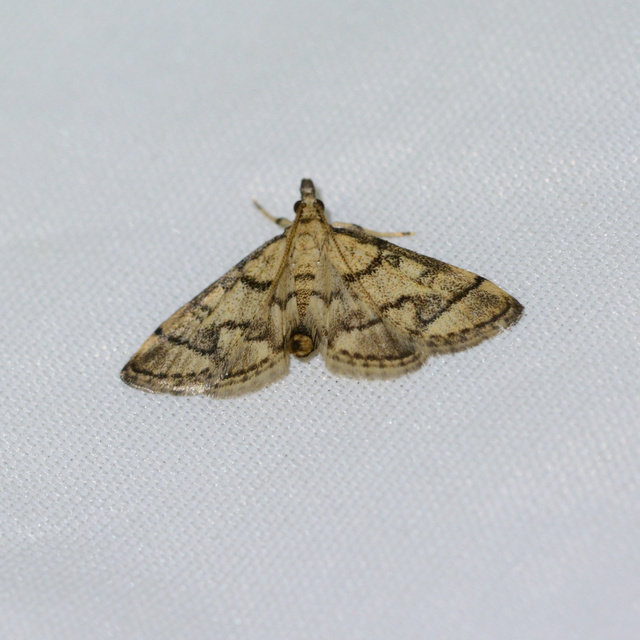 Metasia ophialis - kígyósávos tűzmoly