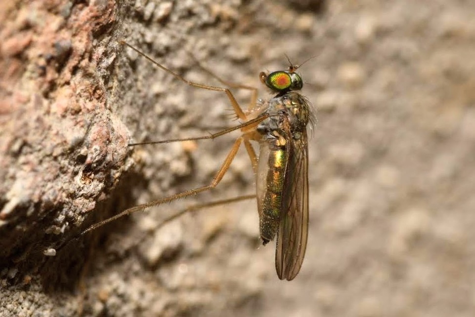 Sciapus