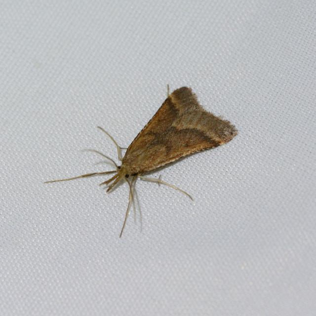 Synaphe punctalis - hosszúlábú fényilonca