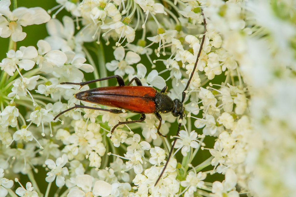 Stenurella bifasciata - kétöves karcsúcincér