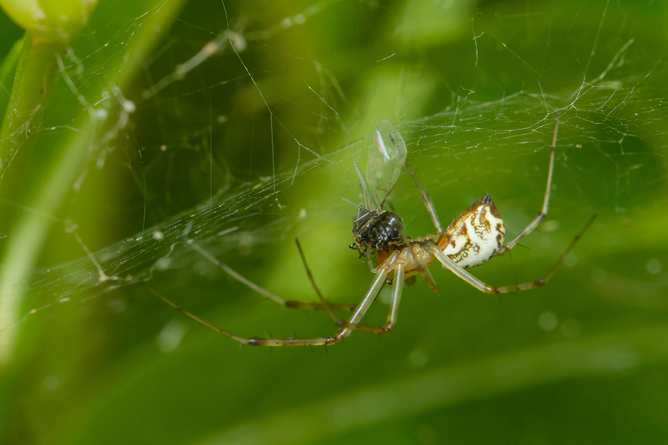 Linyphiidae - vitorláspókok