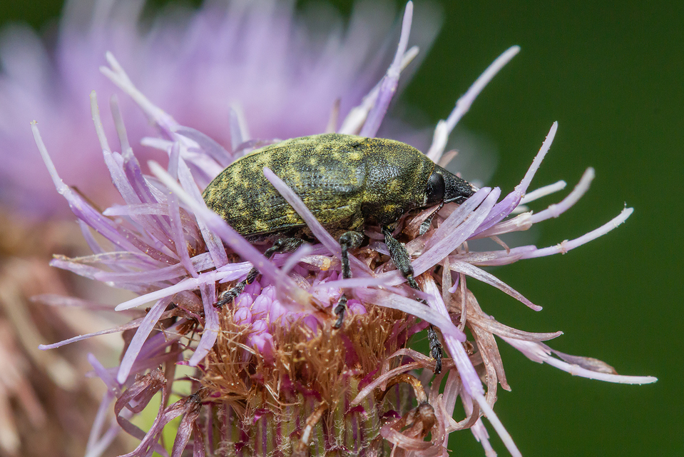 Larinus turbinatus - kúposorrú púderbarkó