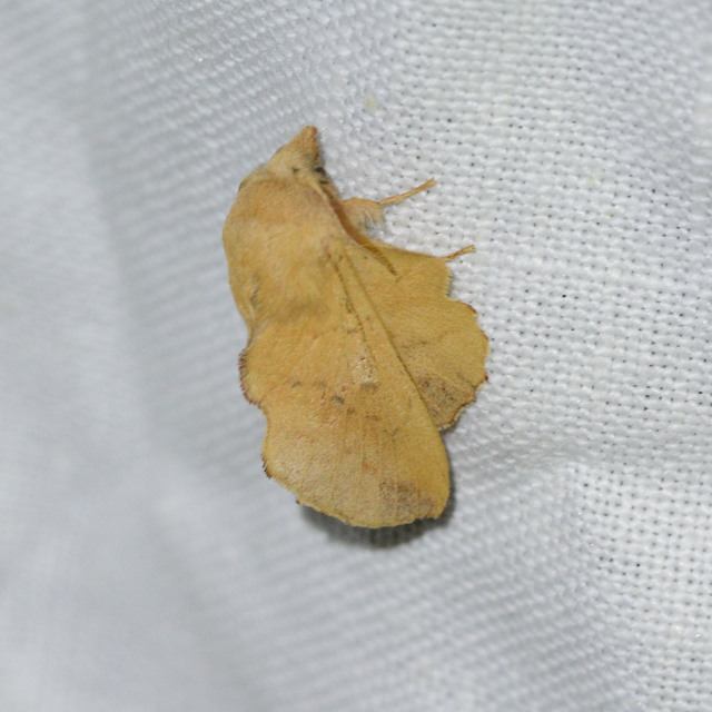 Phyllodesma tremulifolia - nyárlevélpohók