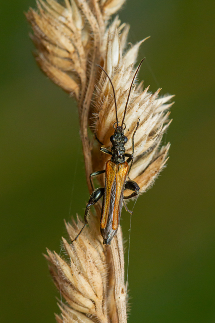 Oedemera femorata - sárgahátú álcincér