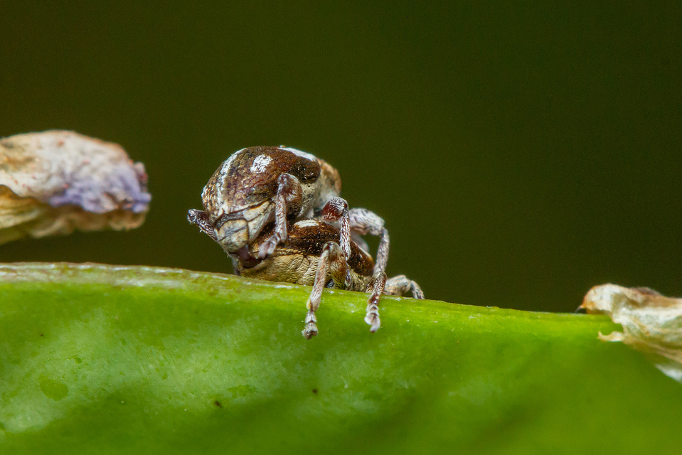 Tychius quinquepunctatus - borsó-tímárormányos
