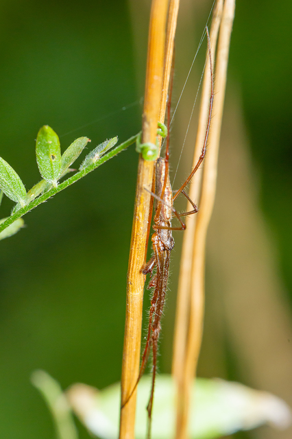 Tetragnatha