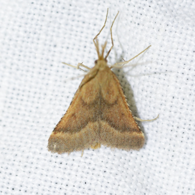 Synaphe punctalis - hosszúlábú fényilonca