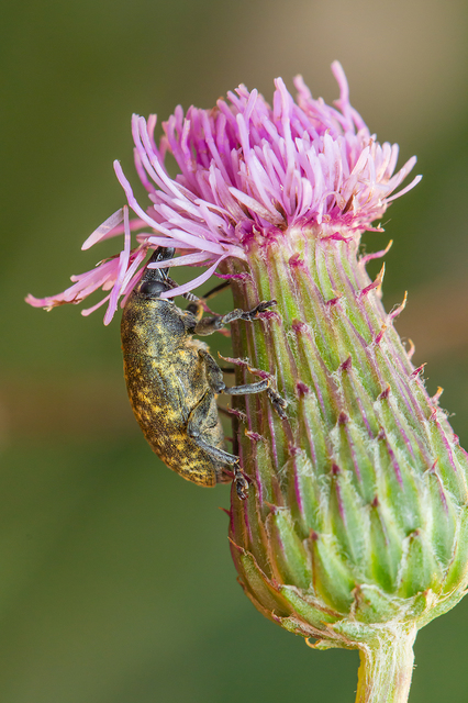Larinus turbinatus - kúposorrú púderbarkó