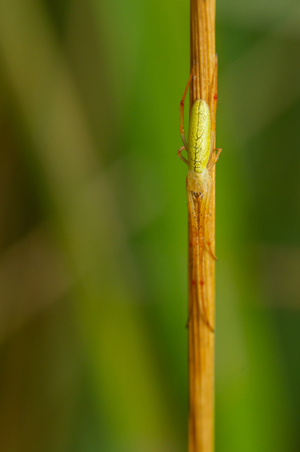 Tetragnatha