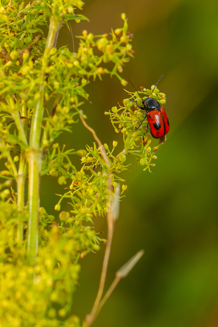 Cryptocephalus bipunctatus - kétpettyes zömökbogár