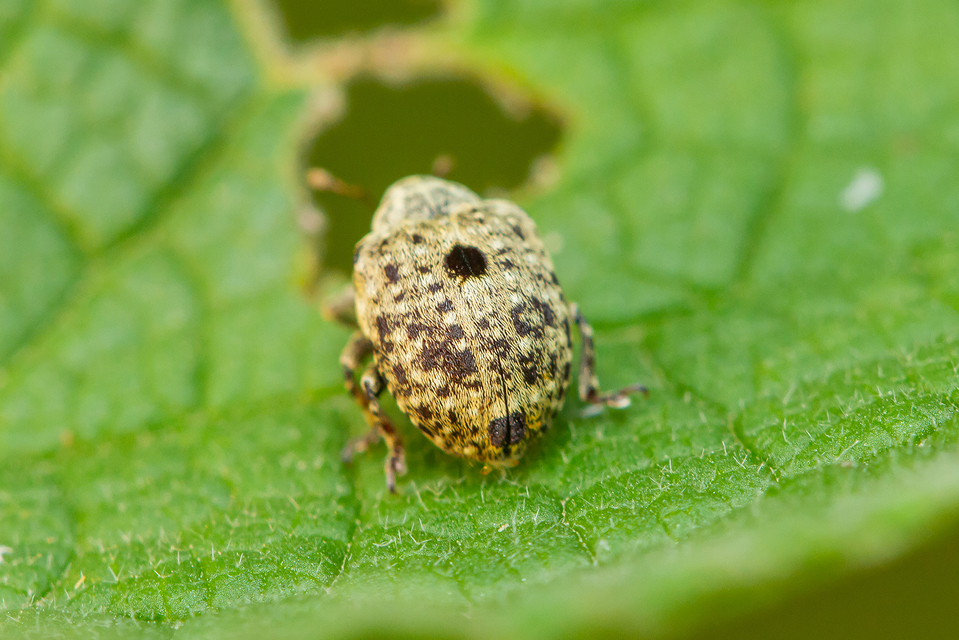 Cionus thapsus - kis ökörfarkkóró-gömbormányos