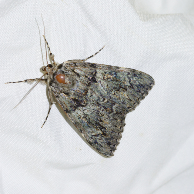 Catocala promissa - kis tölgyfa-övesbagoly