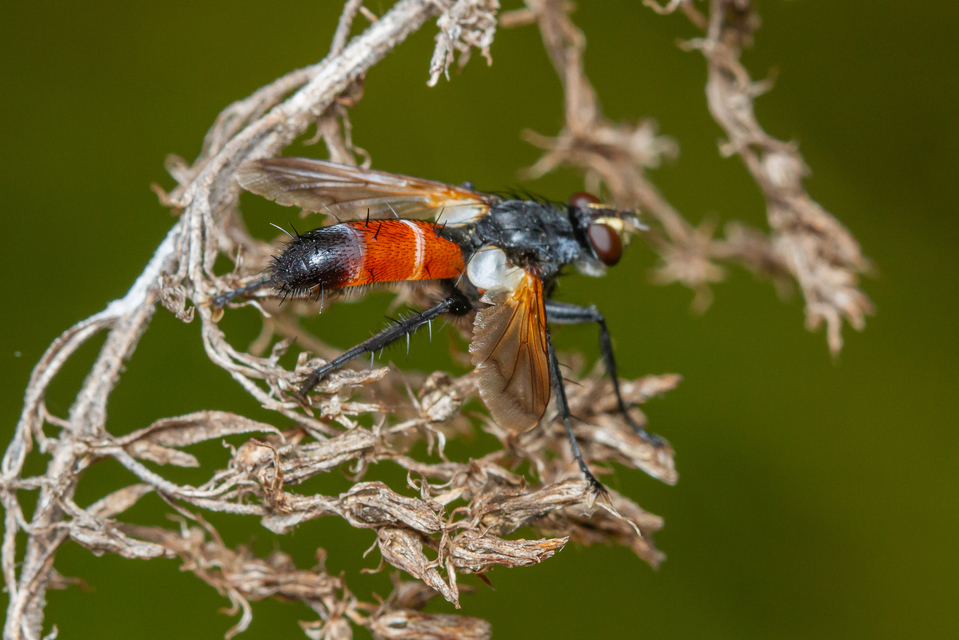 Cylindromyia