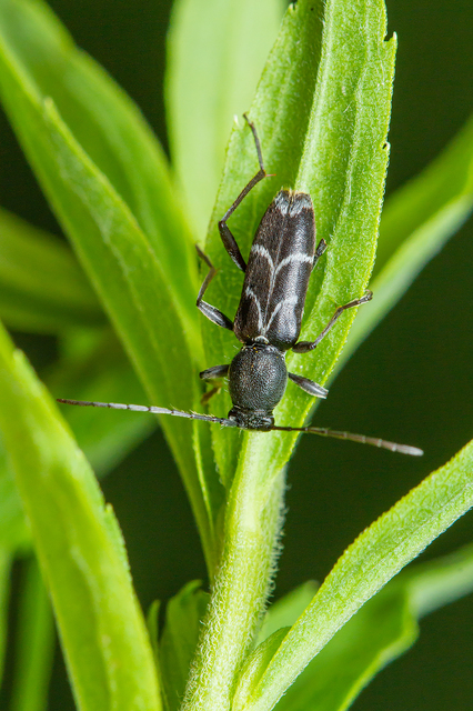 Chlorophorus sartor - feketevállú darázscincér