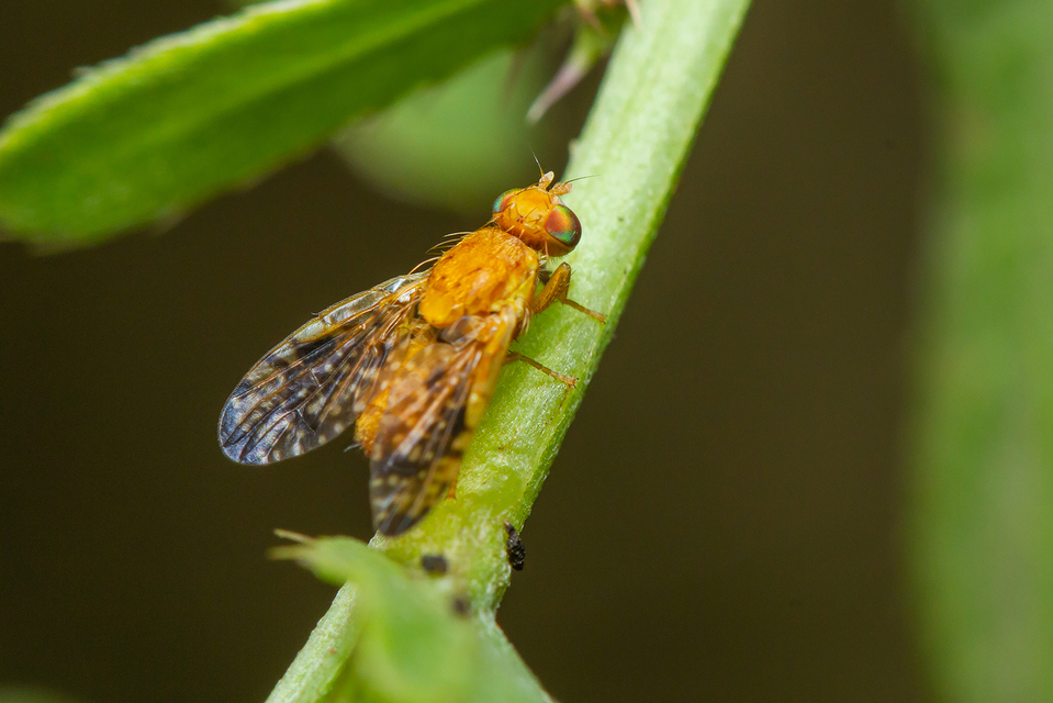 Tephritidae - fúrólégyfélék