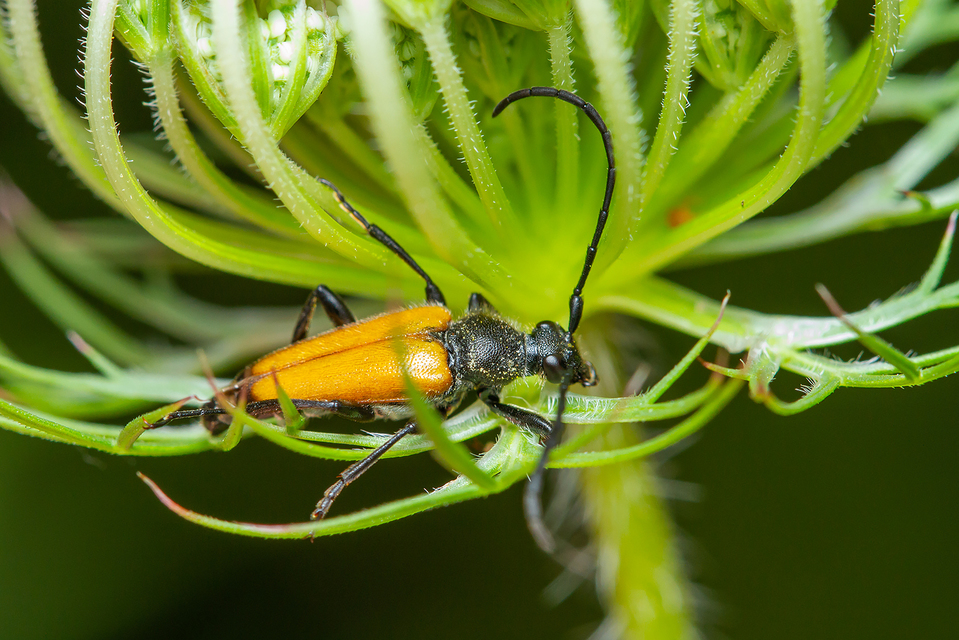 Stictoleptura fulva - vörhenyes virágcincér