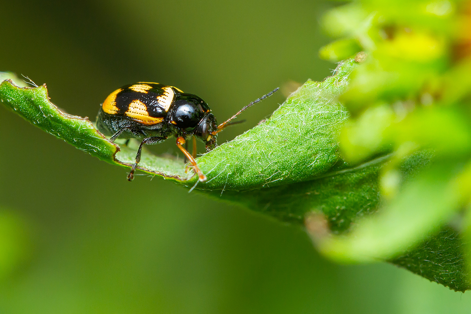 Cryptocephalus anticus - réti zömökbogár