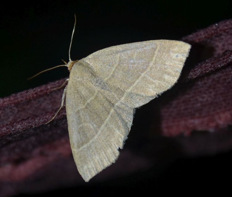 Trisateles emortualis - sárgacsíkos karcsúbagoly