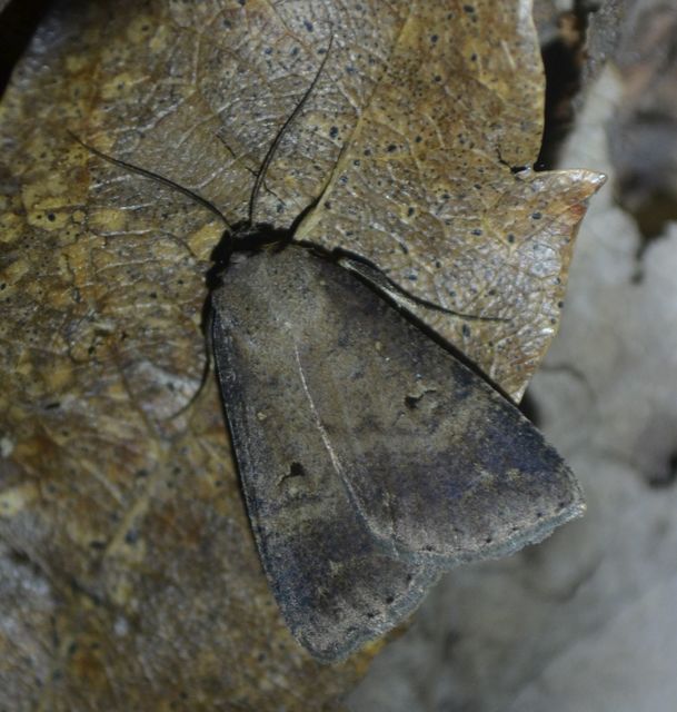 Lygephila procax - fekete csüdfűbagoly